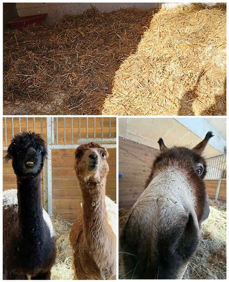 Straw Donation to Camp’s Animal Program